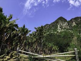 Palm trees on Jeju island. Summer day in South Korea photo