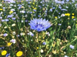 la flor azul. de cerca foto