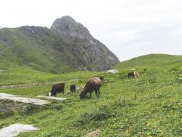 vacas en el prado de las montañas del cáucaso. roza khutor, rusia foto