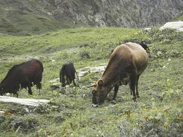 Cows in the meadow of Caucasus mountains. Roza Khutor, Russia photo