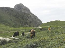 Cows in the meadow of Caucasus mountains. Roza Khutor, Russia photo