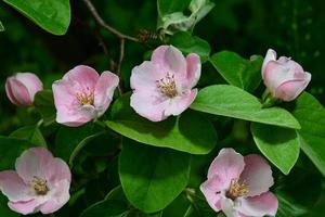 Quince flowers, Cydonia oblonga, is a species of shrubs or small trees of the Rosaceae family. Its fruits are quinces photo