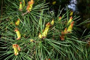 Young shoots on the branches of a pine tree in the spring season photo