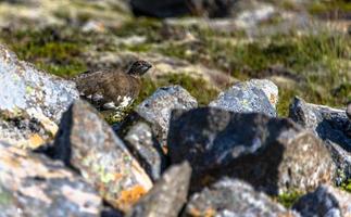 2021 08 10 snaefellsnes ptarmigan lagopus muda entre las rocas 3 foto