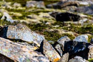 2021 08 10 snaefellsnes ptarmigan Lagopus molts among the rocks 2 photo