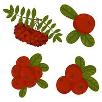 Lingonberry, rowan, cranberries, wild berries. Autumn design element. Vector illustration, cartoon style