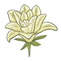 Delicate creamy lily drawn isolated object vector