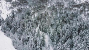 Vista aérea del bosque nevado - vista de drone de los árboles nevados