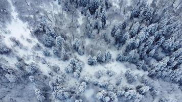 Vista aérea del bosque nevado - vista de drone de los árboles nevados