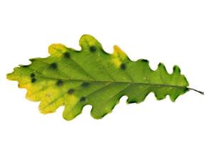 Detail of an oak leaf with clutch of gall wasps Cynipidae photo