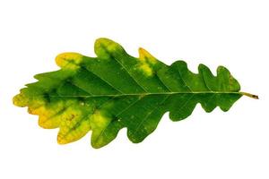 Detail of the top of an autumn oak leaf photo