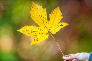 a hand-held yellow maple leaf against a dark background photo