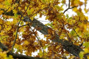 Bottom view of yellow autumn leaves and branches of an old oak tree as a background photo