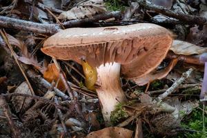 Side view of a single Cortinarius mushroom between leaves photo