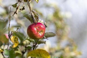 Ripe apple hangs in a sunlit tree