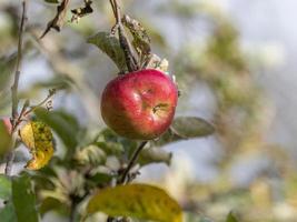 Ripe apple hangs in a sunlit tree