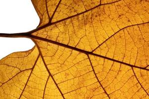 Autumn leaf texture close-up with veins photo