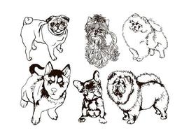 vector, conjunto, de, colorido, ilustraciones, con, perros, de, diferente, razas vector