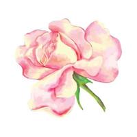 Pink rose on a white background. Watercolor vector illustration. Vector illustration