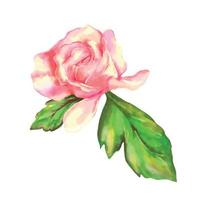 Pink rose on a white background. Watercolor vector illustration