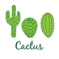 Three Green Cactus on whitr background. Vector Illustration