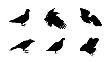 Cuervo de la paloma de la silueta en blanco y negro aislado. ilustración vectorial vector