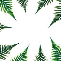 Fern Leaf Vector Background Illustration