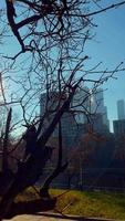 träd på en skyskrapa bakgrund. urban scen. arkitektur, natur, byggnad. video