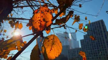 träd på en skyskrapa bakgrund. urban scen. arkitektur, natur, byggnad. video