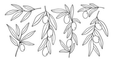 Set with olive branches and leaves isolated on white background. Vector hand-drawn illustration in outline style. Perfect for cards, logo, decorations, menu, cosmetic design.
