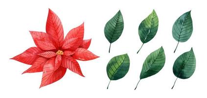 Watercolor set with red poinsettia and green leaves. Christmas star flower. Hand drawn illustration. Perfect for your project, cards, prints, covers, patterns, decor, invitations. vector