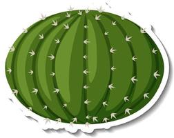 Planta de echinocactus sobre fondo blanco. vector