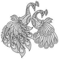 Peacock lovers hand drawn for adult coloring book vector