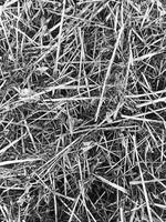 black and white hay texture photo