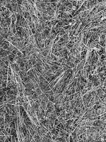 black and white hay texture photo