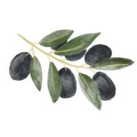 Vector watercolor olive branch with leaves and fruits. Lovely design element to make your own pattern, laurels and compositions. Great for wedding or invitations.