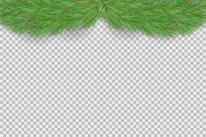 Christmas fir branches. Green christmas tree branches borders isolated . Holiday background. vector