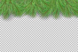 Christmas fir branches. Green christmas tree branches borders isolated . Holiday background. vector