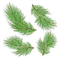 Fir branches set isolated on white background. Pine tree, xmas evergreen plants elements. vector