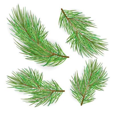 Fir branches set isolated on white background. Pine tree, xmas evergreen plants elements.