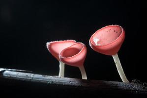 beautiful pink champagne mushroom in rain forest photo