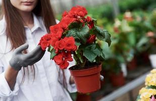 Showing the plant. Girl with gloves on her hands holding pot with red flowers
