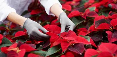 trabajo en progreso. Cerrar foto de plantas de color rojo y verde cuidando por manos de mujer en guantes grises