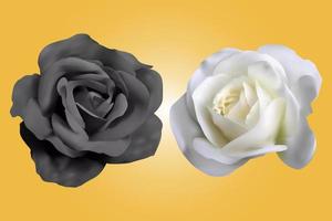 realistic black and white rose vector