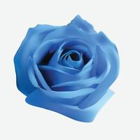 realistic blue roses vector