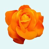 realistic orange rose flower vector