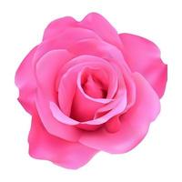 pink rose realistic vector