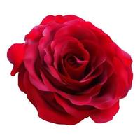 rosa roja realista vector