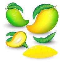 Aislar de fruta de mango sobre fondo blanco. vector