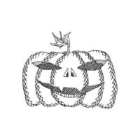 Boceto de una curva de calabaza malvada de Halloween sobre un fondo blanco. vector